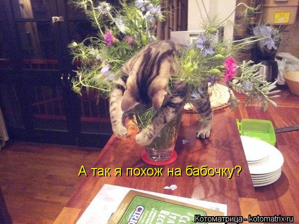 Котоматрица: А так я похож на бабочку?