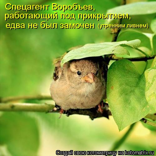 Котоматрица: Спецагент Воробъев,  работающий под прикрытием, едва не был замочен  (утренним ливнем)