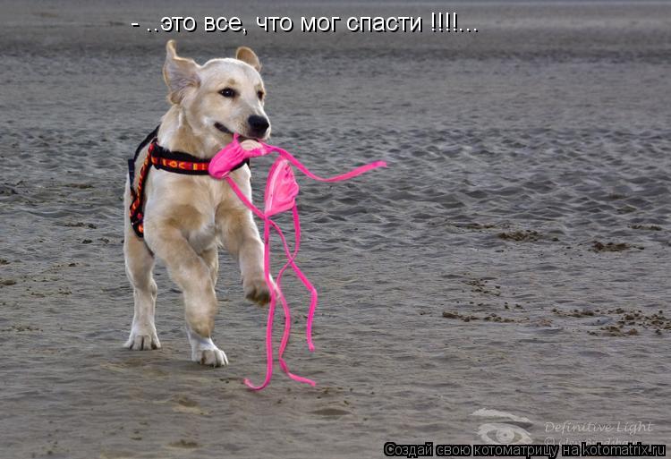 - ..это все, что мог спасти !!!!...... Котоматрица: - ..это все, что мог спасти !!!!...