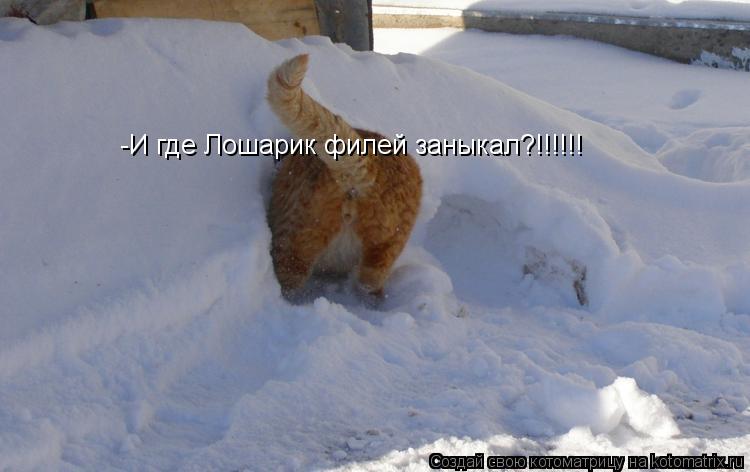 Котоматрица: -И где Лошарик филей заныкал?!!!!!!