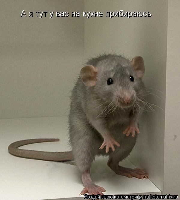 Котоматрица: А я тут у вас на кухне прибираюсь