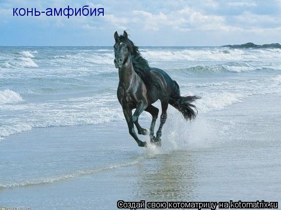 конь-амфибия... Котоматрица: конь-амфибия