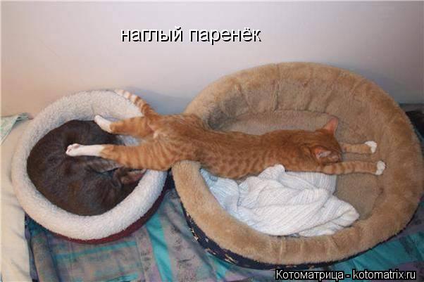 наглый паренёк... Котоматрица: наглый паренёк