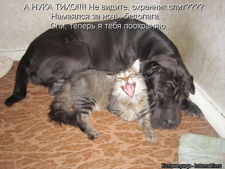 Котоматрица: Намаялся за ночь, бедолага... Спи, теперь я тебя поохраняю... А НУКА ТИХО!!!! Не видите, охранник спит????