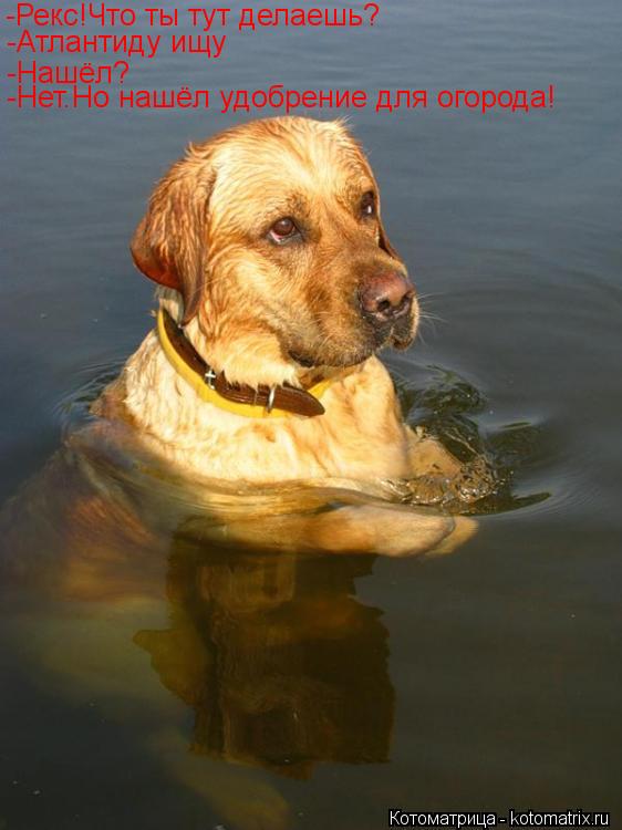 Котоматрица: -Рекс!Что ты тут делаешь? -Атлантиду ищу -Нашёл? -Нет.Но нашёл удобрение для огорода!