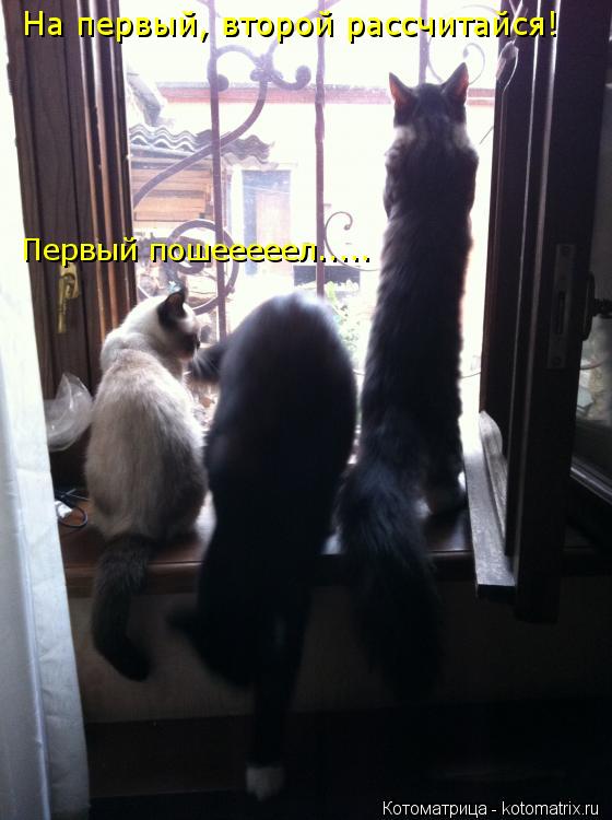 Котоматрица: На первый, второй рассчитайся! Первый пошееееел.....
