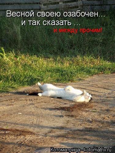 Весной своею озабочен... и так сказать ... и между прочим!... Котоматрица: Весной своею озабочен... и так сказать ... и между прочим!