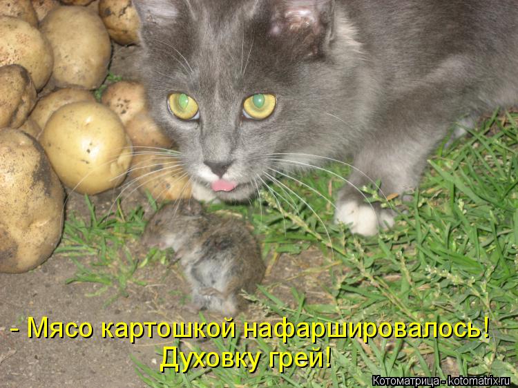 Котоматрица: - Мясо картошкой нафаршировалось! Духовку грей!
