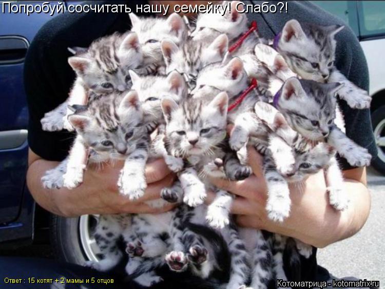 Котоматрица: Попробуй сосчитать нашу семейку! Слабо?! Ответ : 15 котят + 2 мамы и 5 отцов