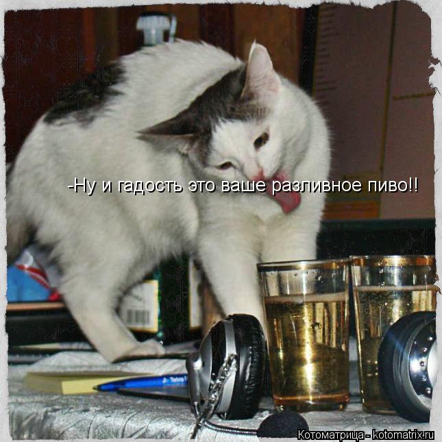 Котоматрица: -Ну и гадость это ваше разливное пиво!!