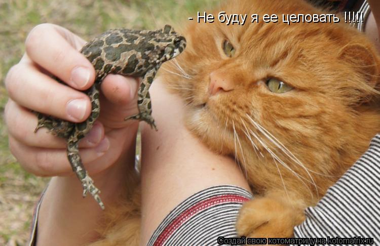 Котоматрица: - Не буду я ее целовать !!!!!