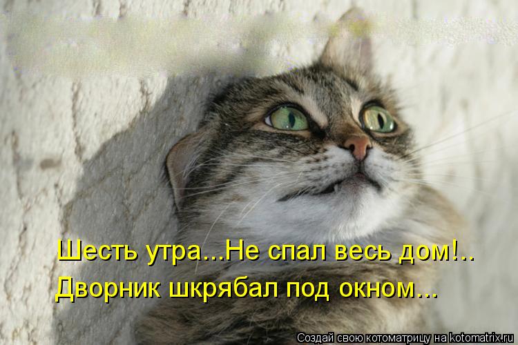 Котоматрица: Шесть утра...Не спал весь дом!.. Дворник шкрябал под окном...