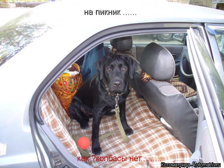 Котоматрица: на пикник ...... как ?колбасы нет.........