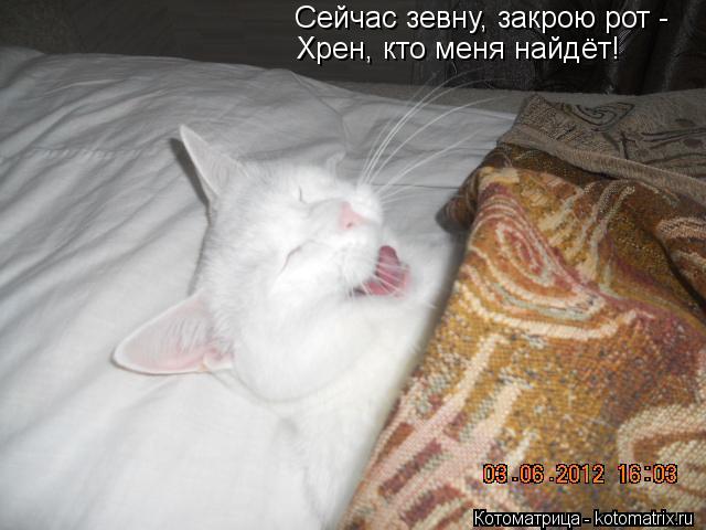 Котоматрица: Cейчас зевну, закрою рот - Хрен, кто меня найдёт!