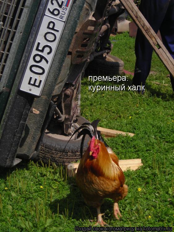 Котоматрица: премьера: куринный халк