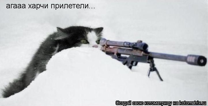 Котоматрица: агааа харчи прилетели...