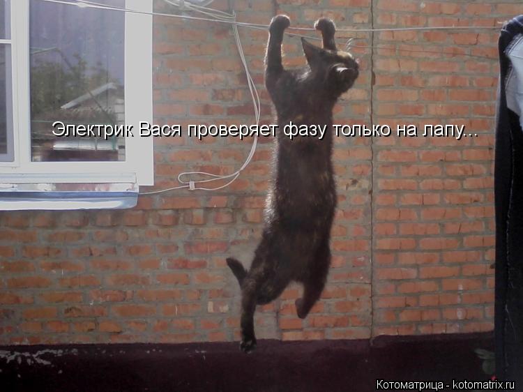 Котоматрица: Электрик Вася проверяет фазу только на лапу...