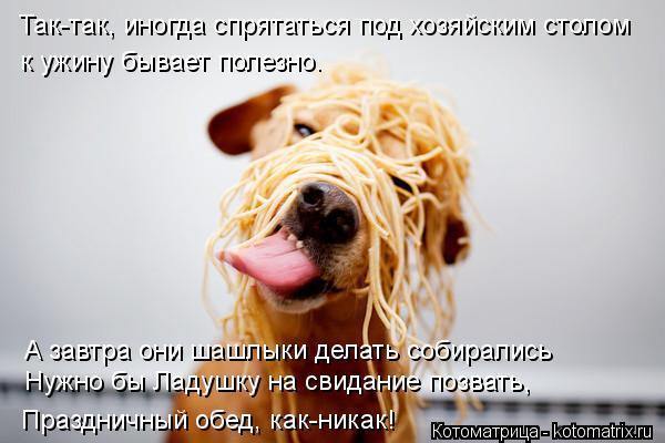 Котоматрица: Так-так, иногда спрятаться под хозяйским столом к ужину бывает полезно. А завтра они шашлыки делать собирались Нужно бы Ладушку на свидание
