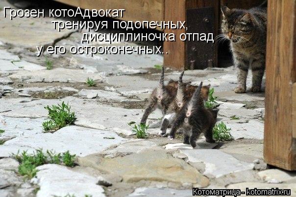 Котоматрица: Грозен котоАдвокат тренируя подопечных, дисциплиночка отпад у его остроконечных..