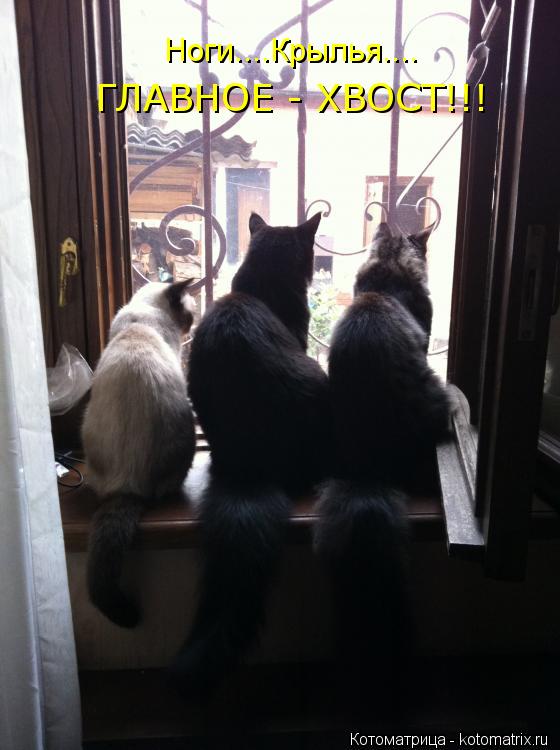Котоматрица: Ноги....Крылья.... ГЛАВНОЕ - ХВОСТ!!!