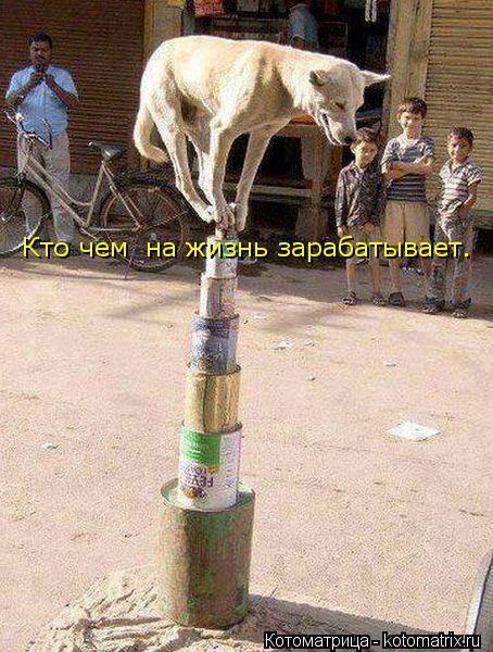 Котоматрица: Кто чем  на жизнь зарабатывает.