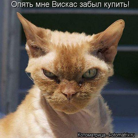 Котоматрица: Опять мне Вискас забыл купить!