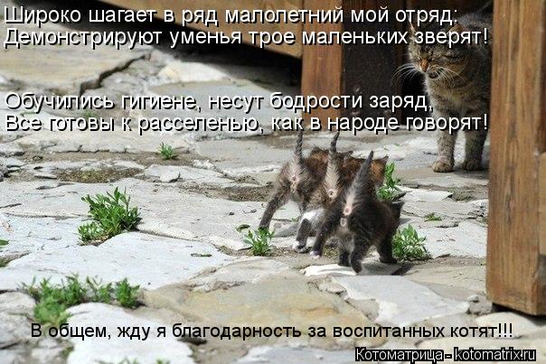 Широко шагает в ряд малолетний мой отряд: Демонстрируют уменья трое маленьких зверят! Обучились гигие... Котоматрица: Широко шагает в ряд малолетний мой отряд: Демонстрируют уменья трое маленьких зверят! Обучились гигиене, несут бодрости заряд, Все готовы к