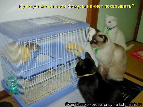 Котоматрица: Ну когда же он свои фокусы начнет показывать?