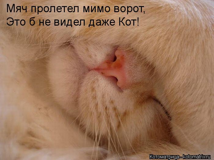 Котоматрица: Мяч пролетел мимо ворот, Это б не видел даже Кот!