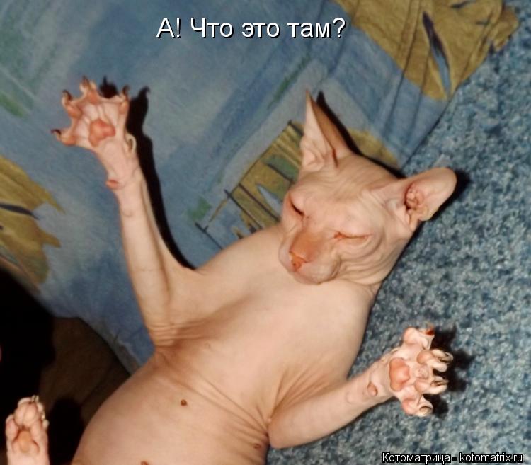 Котоматрица: А А! Что это там?