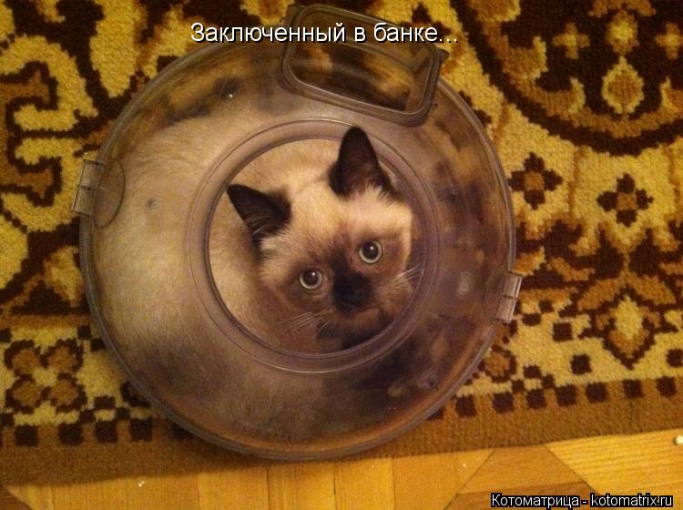 Котоматрица: Заключенный в банке...
