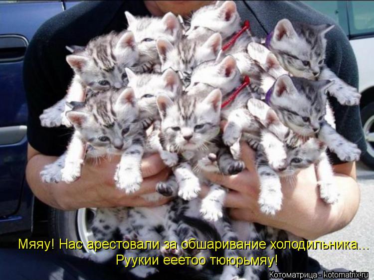 Котоматрица: Мяяу! Нас арестовали за обшаривание холодильника... Руукии ееетоо тююрьмяу!