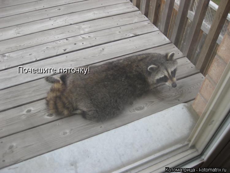 Котоматрица: Почешите пяточку!