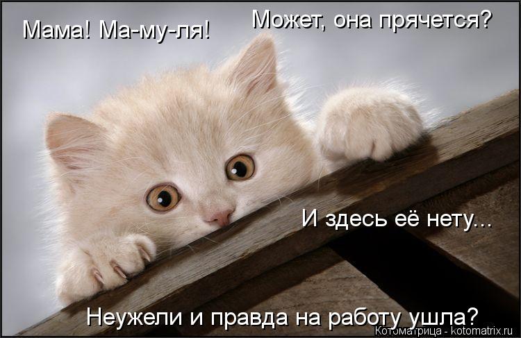 Котоматрица: Мама! Ма-му-ля! Может, она прячется? И здесь её нету... Неужели и правда на работу ушла?