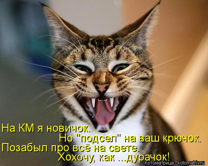 Котоматрица: На КМ я новичок. Но "подсел" на ваш крючок. Позабыл про всё на свете. Хохочу, как ...дурачок!