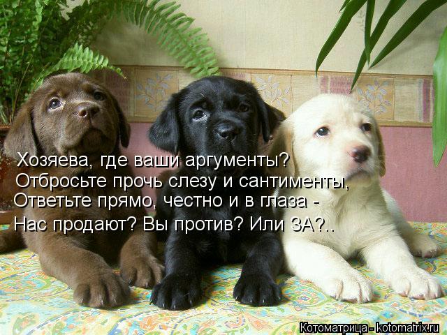 Котоматрица: Хозяева, где ваши аргументы? Отбросьте прочь слезу и сантименты, Ответьте прямо, честно и в глаза - Нас продают? Вы против? Или ЗА?..