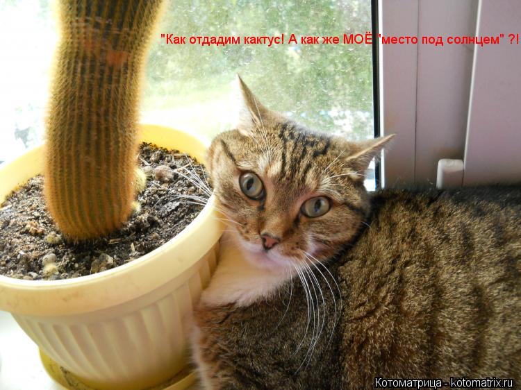Котоматрица: "Как отдадим кактус! А как же МОЁ "место под солнцем" ?!
