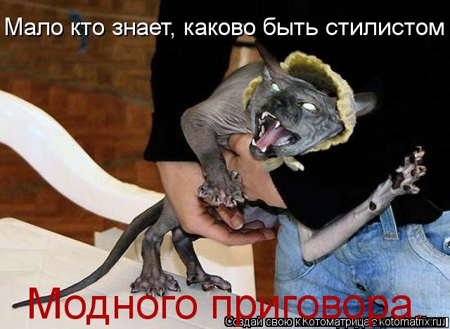 Котоматрица: Мало кто знает, каково быть стилистом Модного приговора.
