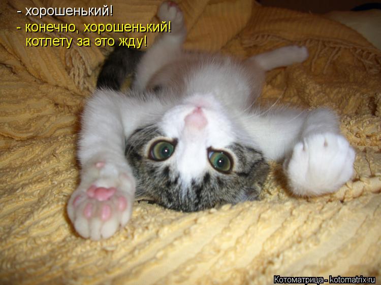 Котоматрица: - хорошенький! - конечно, хорошенький!  котлету за это жду!