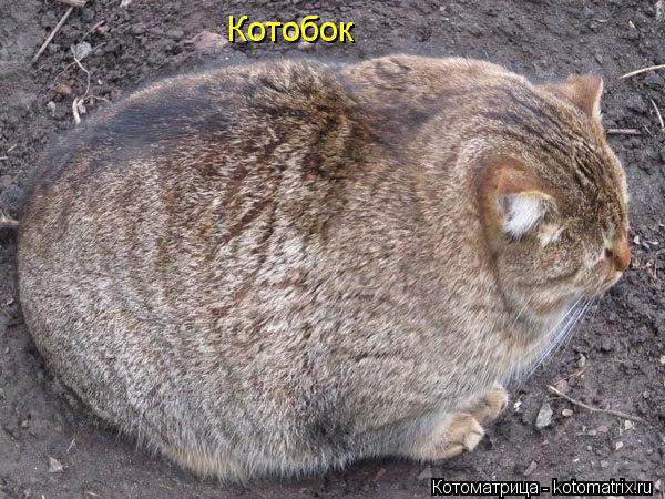 Котоматрица: Котобок