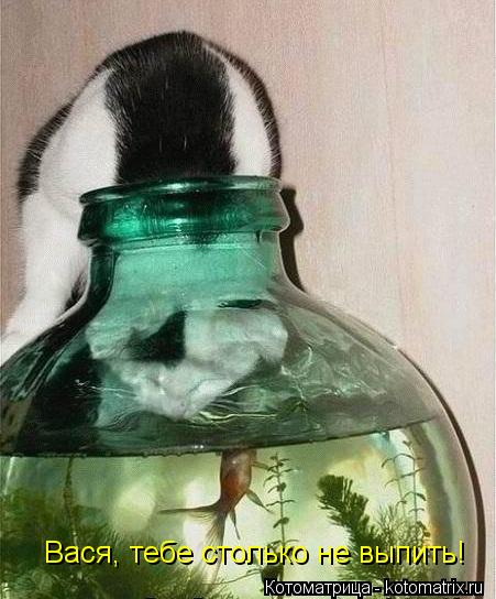 Котоматрица: Вася, тебе столько не выпить!