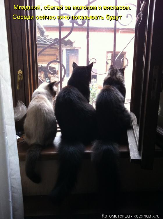 Котоматрица: Младший, сбегай за молоком и вискасом.  Соседи сейчас кино показывать будут