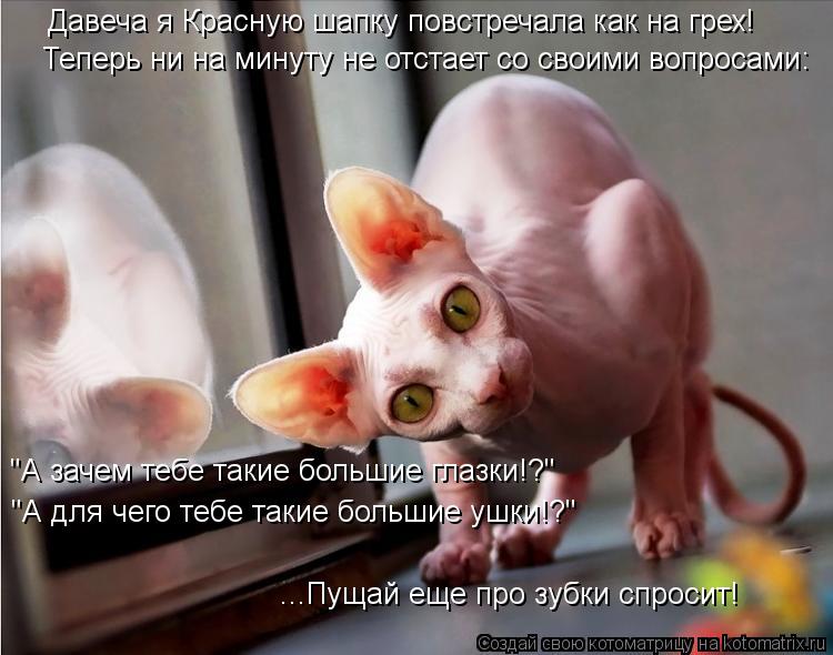 Котоматрица: Давеча я Красную шапку повстречала как на грех! Теперь ни на минуту не отстает со своими вопросами: "А зачем тебе такие большие глазки!?" "А дл