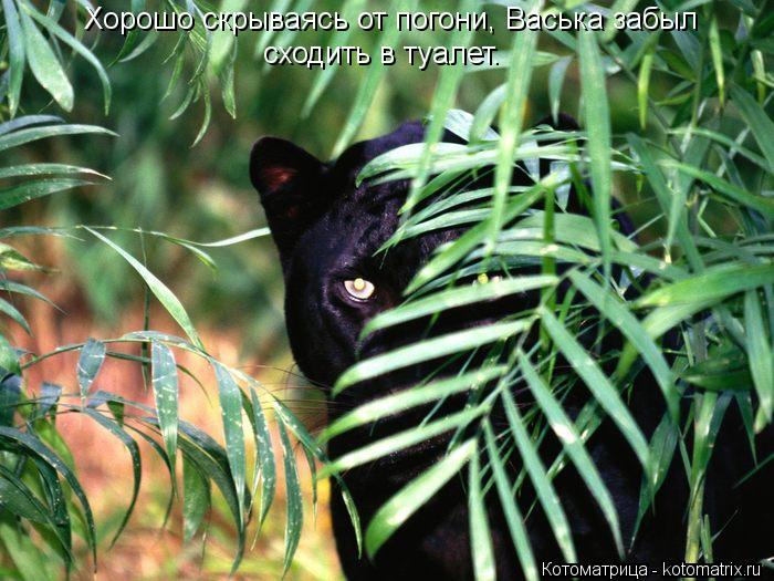 Котоматрица: Хорошо скрываясь от погони, Васька забыл сходить в туалет.