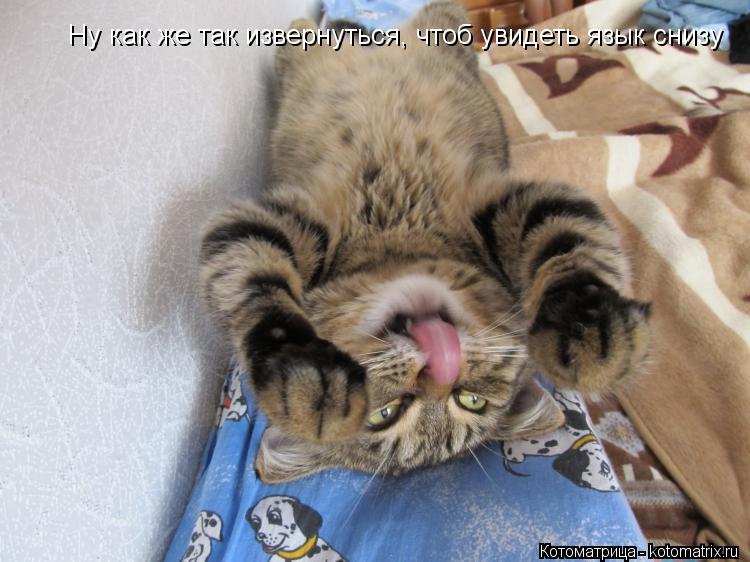 Котоматрица: Ну как же так извернуться, чтоб увидеть язык снизу