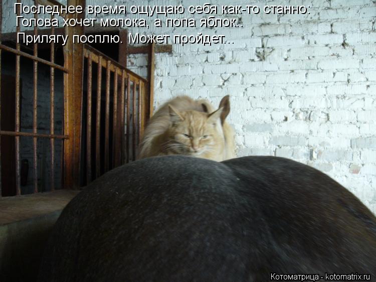Последнее время ощущаю себя как-то станно: Последнее время ощущаю себя как-то станно: Голова хочет мо... Котоматрица: Последнее время ощущаю себя как-то станно: Последнее время ощущаю себя как-то станно: Голова хочет молока, а попа яблок.. Прилягу посплю. Мож