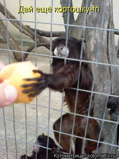 Котоматрица: Дай ещё кортошку-fri