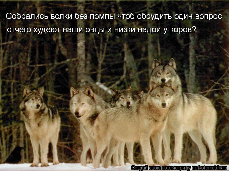 Котоматрица: Собрались волки без помпы чтоб обсудить один вопрос Собрались волки без помпы чтоб обсудить один вопрос отчего худеют наши овцы и низки на