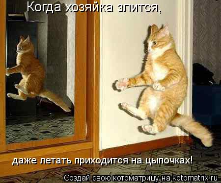 Котоматрица: Когда хозяйка злится, даже летать приходится на цыпочках!