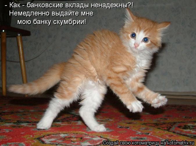 - Как - банковские вклады ненадежны?! Немедленно выдайте мне мою банку скумбрии!... Котоматрица: - Как - банковские вклады ненадежны?! Немедленно выдайте мне мою банку скумбрии!
